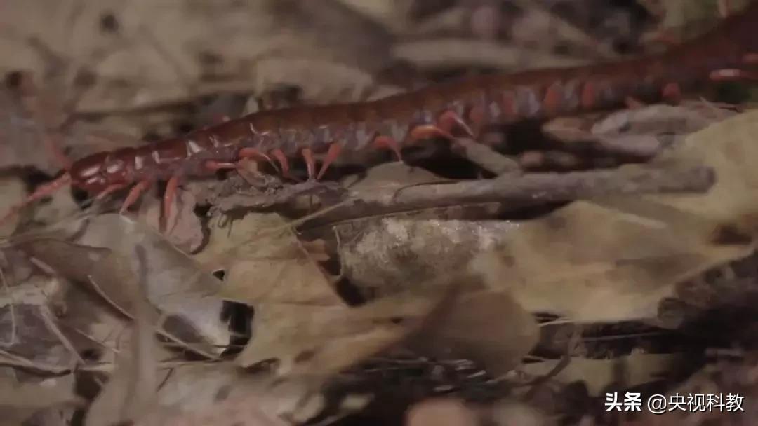 揭秘出没滇南的巨型“红龙”