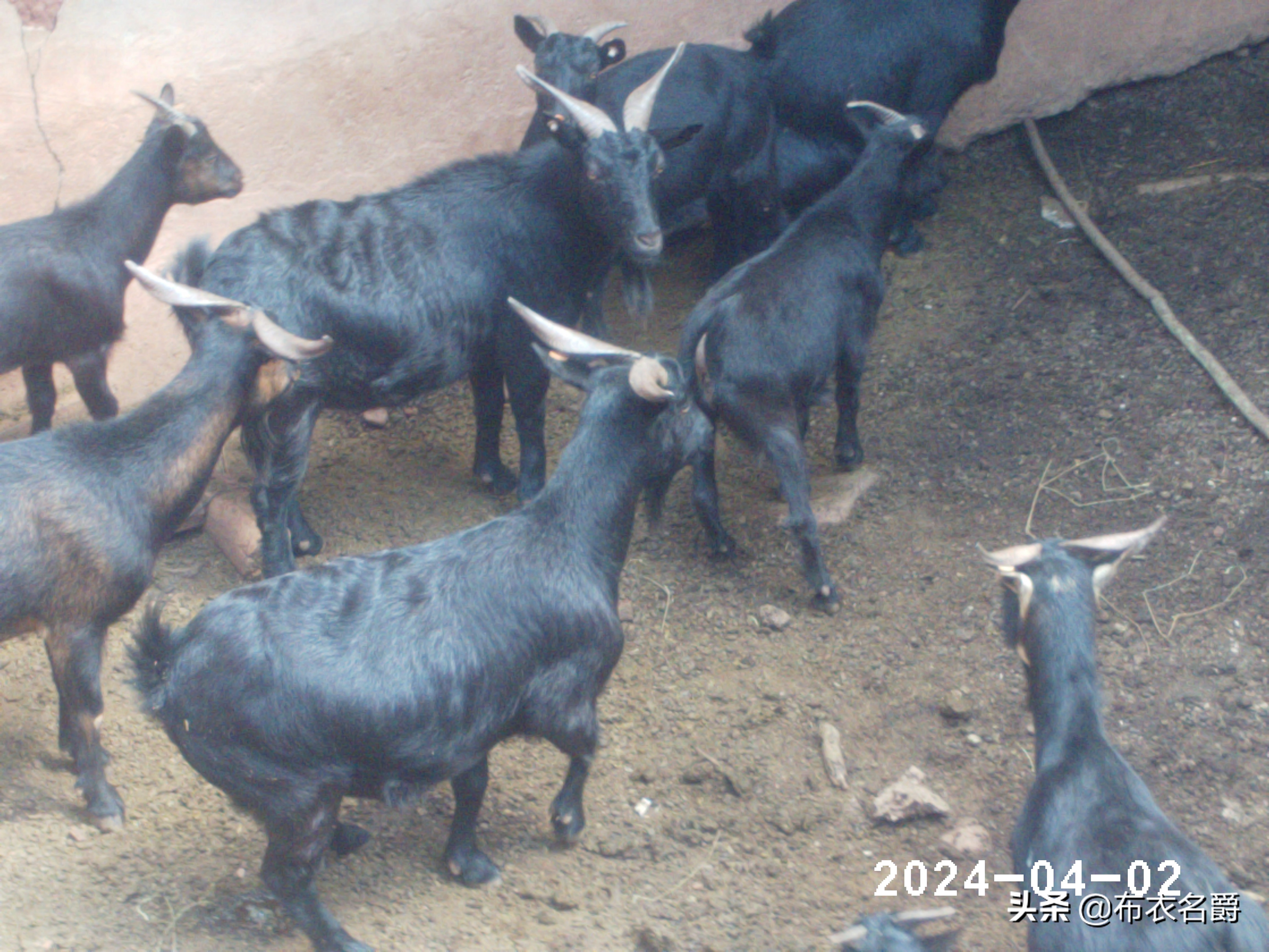 猪螨虫病怎么治,牛犊螨虫怎么治疗