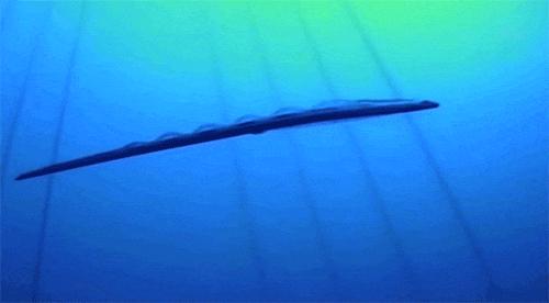 海错图爱情笔记深度解析,海错图爱情笔记免费