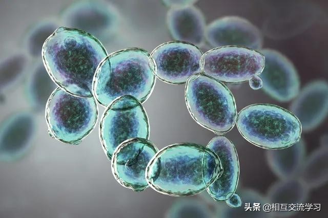 酵素展会最新消息,国际酵素产业博览会暨中国酵素节