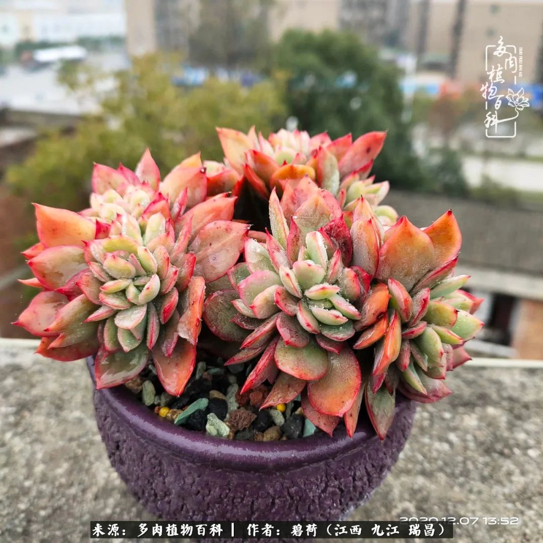 养了五年的多肉看到岁月的痕迹,经过一年春夏秋冬的轮回