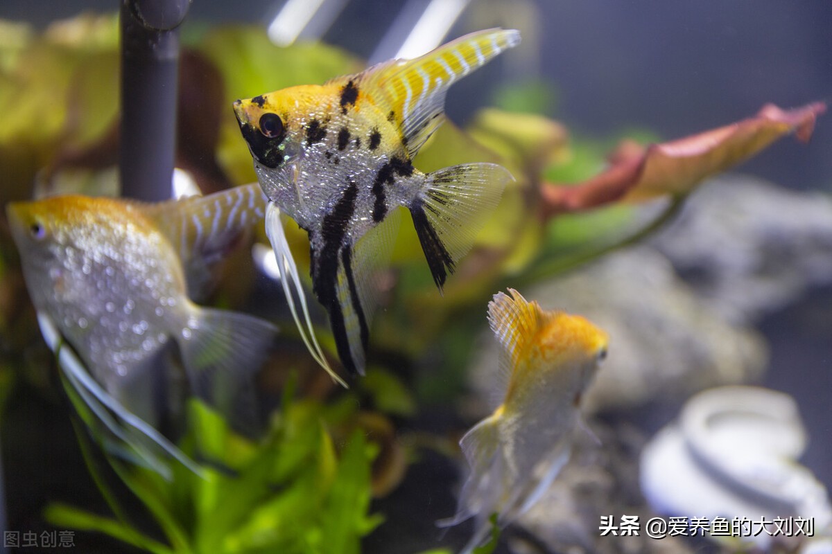 鱼缸紫外线杀菌灯有效范围,鱼缸水发绿用uv杀菌灯多久见效