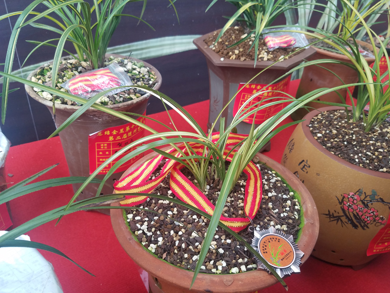 花瓶的兰花叶片发黄怎么处理,兰花叶片发黄需要施什么肥料