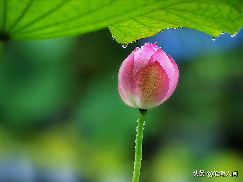 写荷花的诗词有多少,禅意荷花的诗词