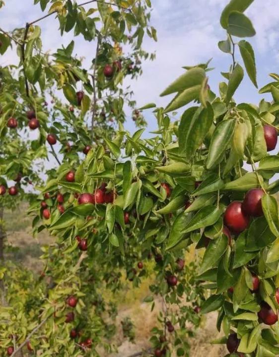 缇庨缇庡埢寤跺畨,缇庨缇庡埢灞辫タ