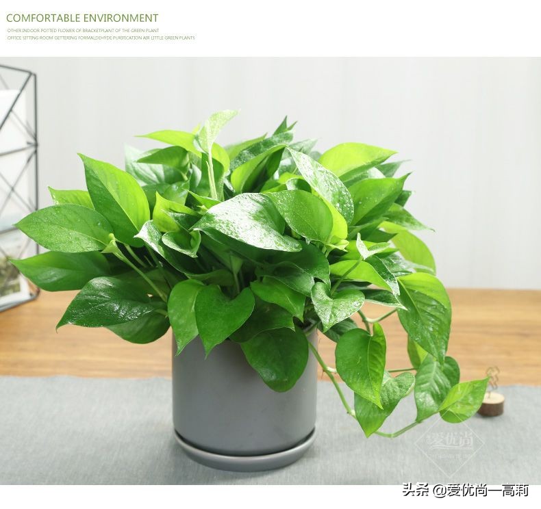 懒人必备小房间,懒人必备小宠物