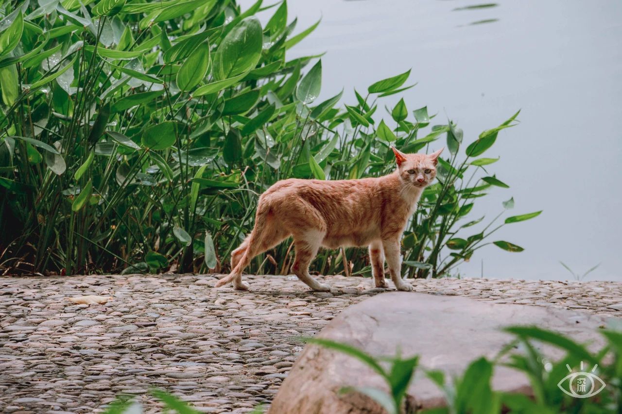 深圳洪湖公园7月18号还有荷花吗,深圳洪湖公园现在有荷花开吗