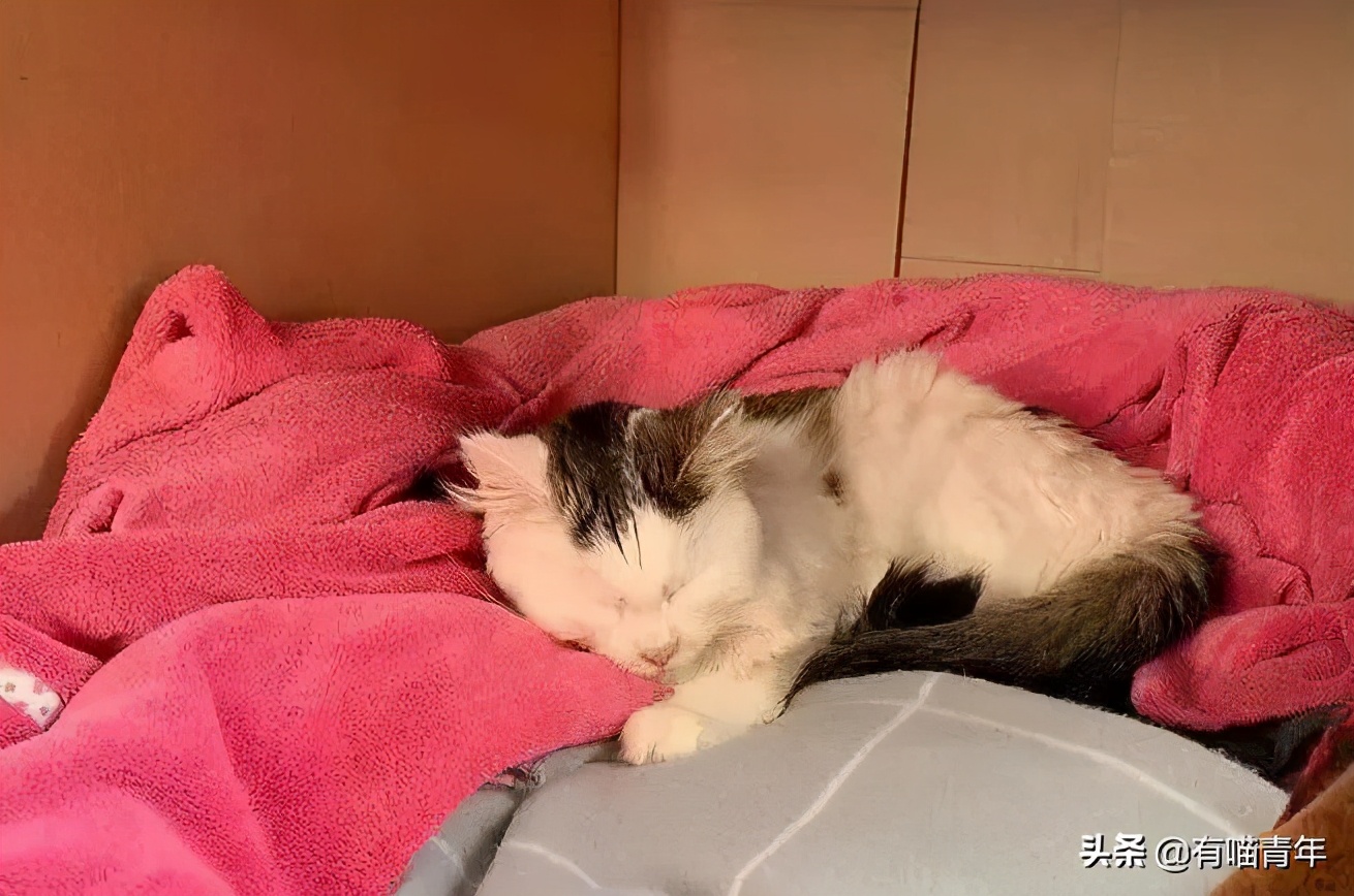 猫咪绿萝中毒会死吗,家里的绿萝在养猫之后死完了