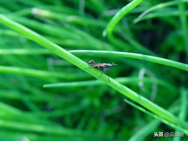 葱叶潜斑蝇怎么防治,葱蝇如何防治