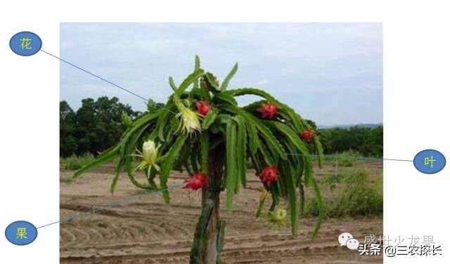 火龙果十大杀菌药,火龙果防病用什么药