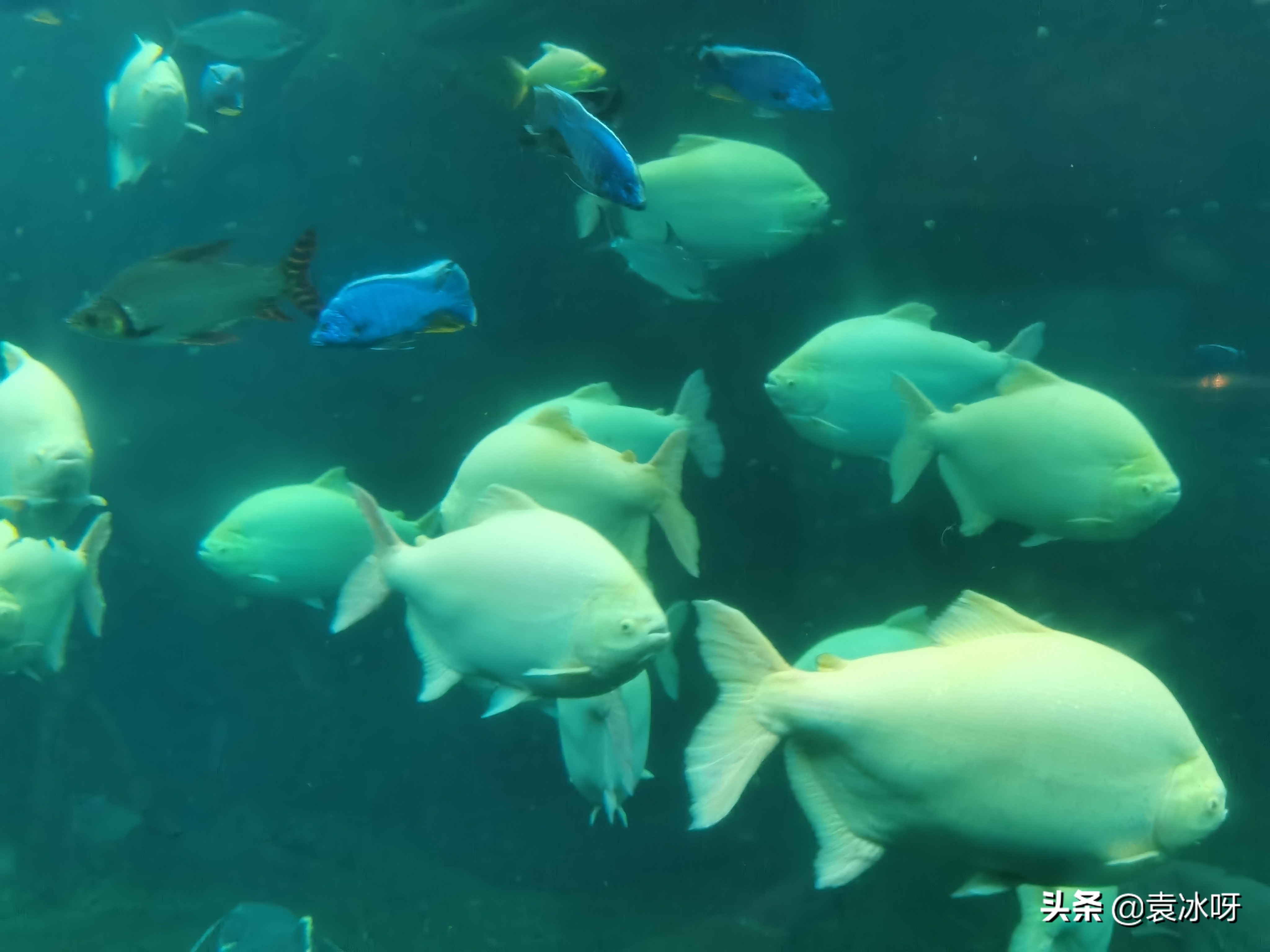 珠海长隆海洋王国一日攻略,珠海长隆海洋王国停车场攻略