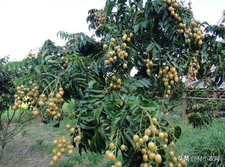 黄皮什么人不适合吃,黄皮的生长条件