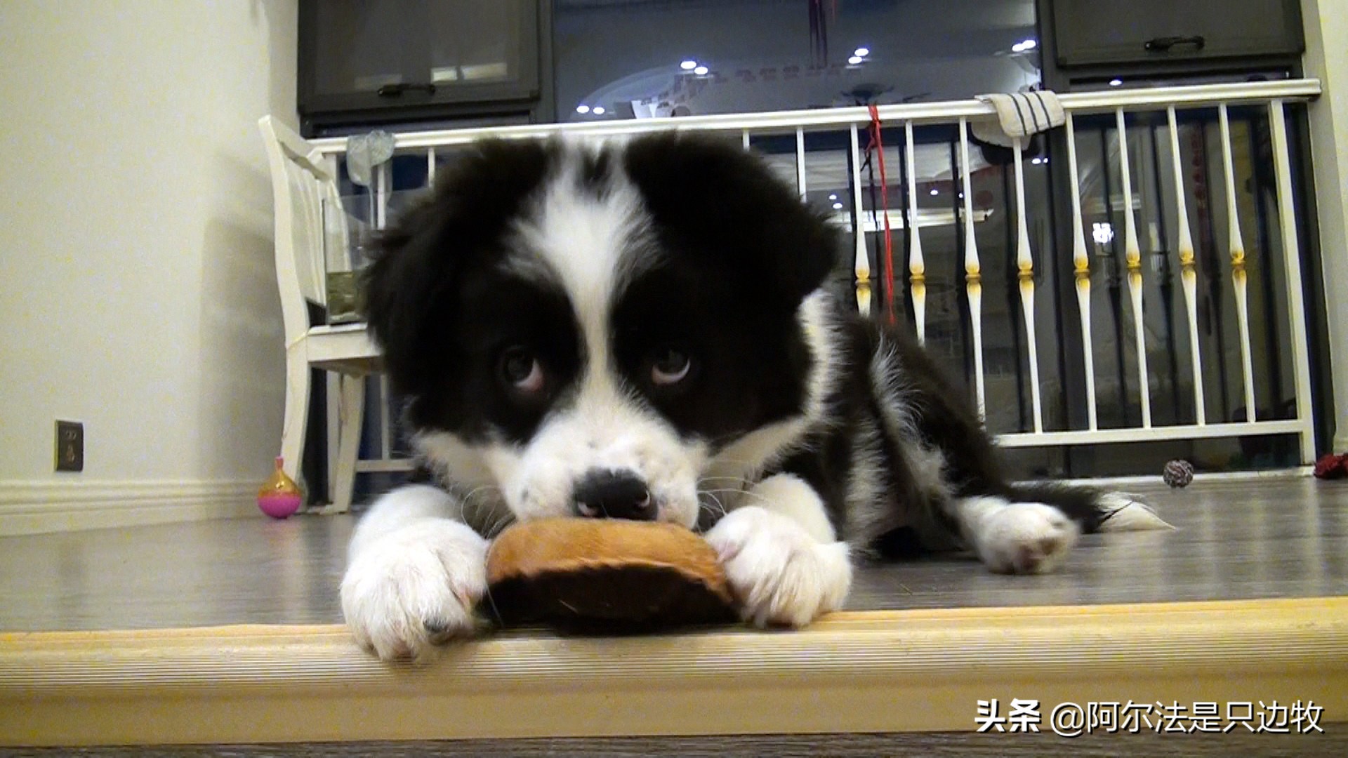 狗狗为什么把骨头藏起来,狗狗把骨头藏起来能不能扔