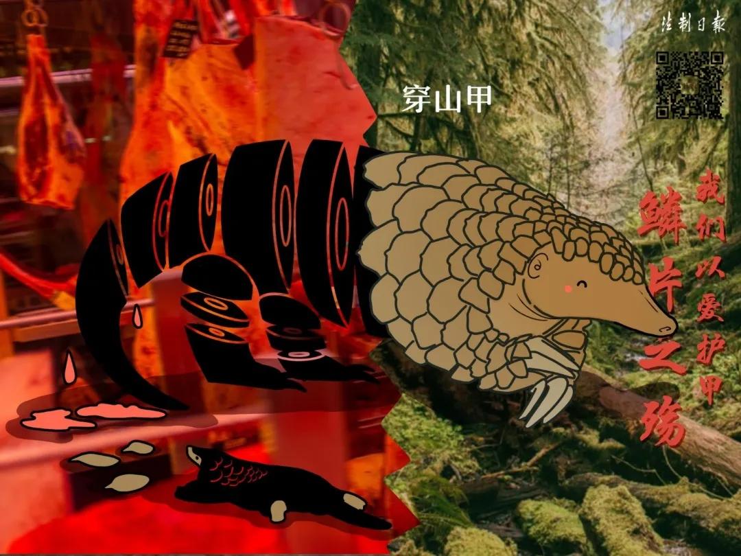 呼吁大家拒绝野味怎么说,拒绝野味该做到的事情