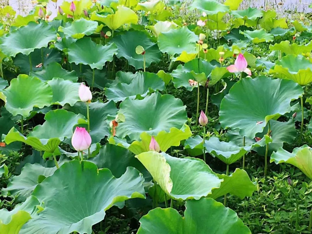 忘了ta吧原版视频,忘了ta吧