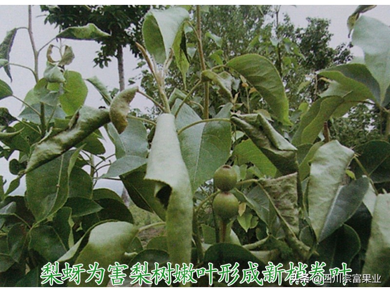 梨树上有卷叶蚜打什么药,梨蚜用什么农药防治