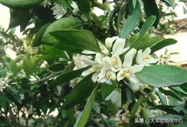 硼肥作用是施肥后果实会膨大的吗,硼肥不容易融化该怎么使用