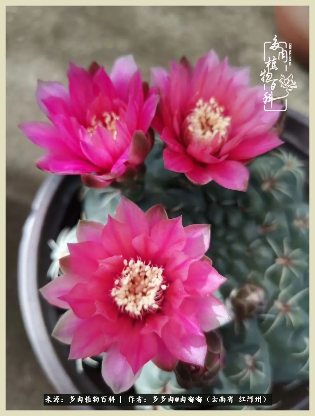 这个春天我们一起去赏花,这个季节我们一起去看花