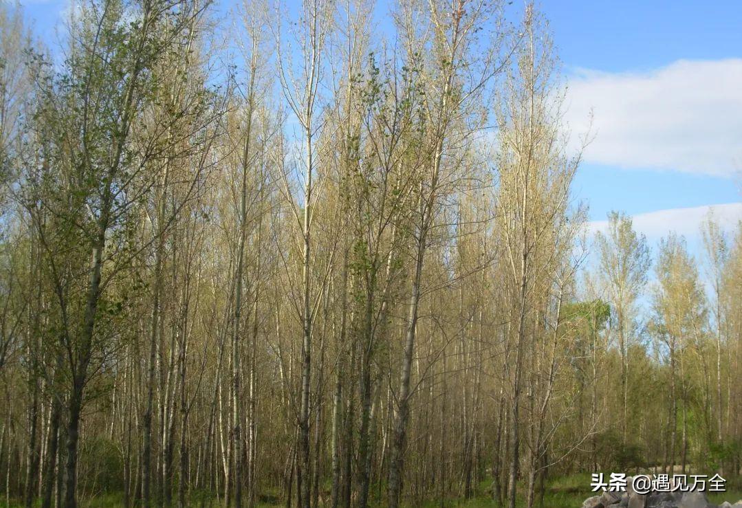 万全云松雾柳庄园钓鱼,云松雾柳庄园