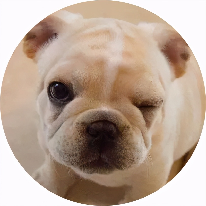 拉布拉多和法斗哪个值得养,养一个法斗一个月需要多少钱