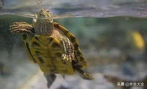 小乌龟怎么养好,小乌龟该怎么养最好