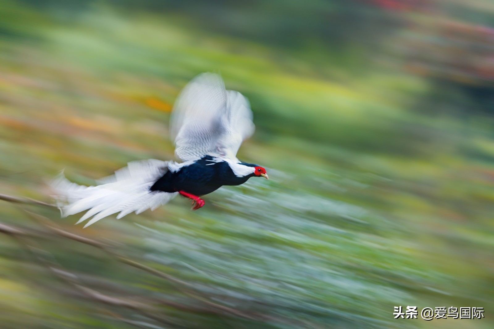 鸟类最好看的照片,100张绝美鸟类图片