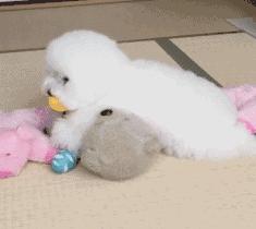 比熊这朵棉花糖，圆圆白白胖胖，是我的初恋情狗没错了