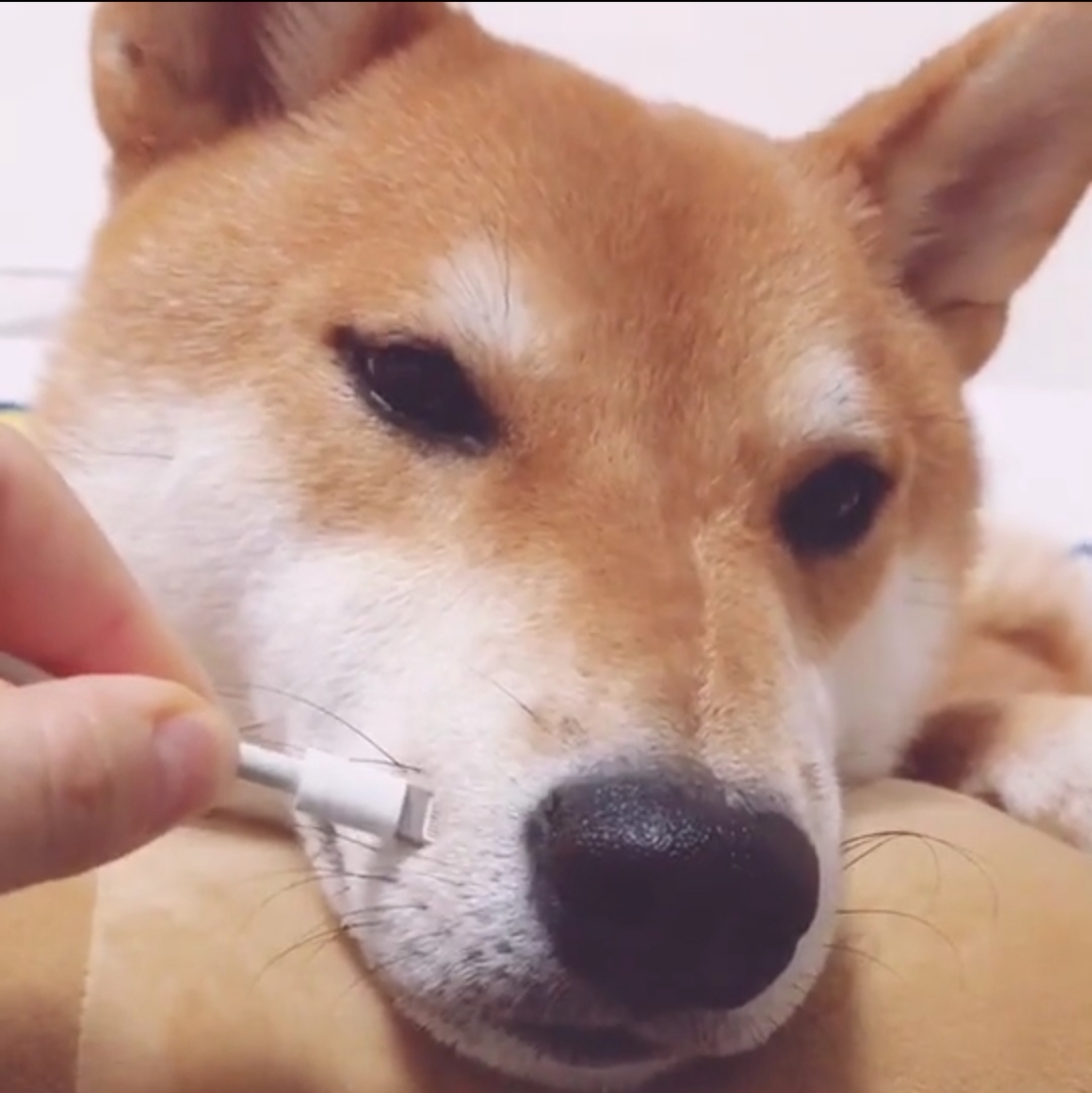 柴犬永远都是笑哈哈的样子萌死啦,柴犬的笑容治愈了多少人