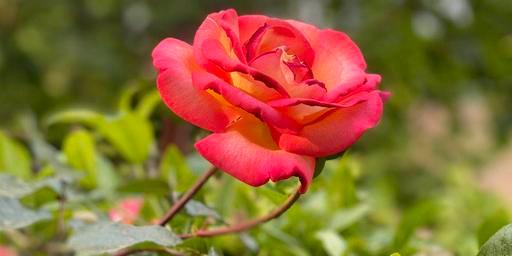 雪为肌肤,雪为肌肤花为肠全诗