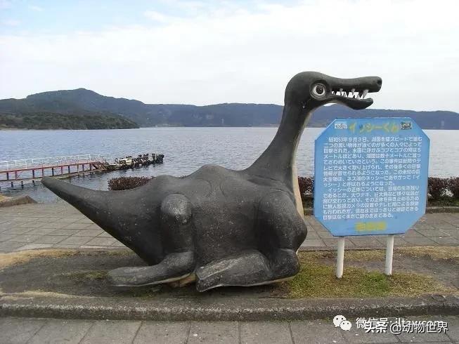 不可思议的神秘动物,不可思议的动物