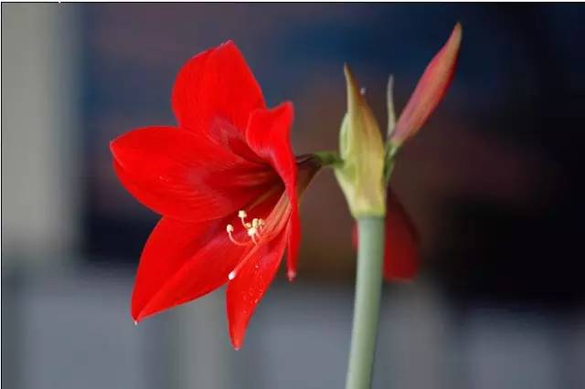 赏花时间表,赏花季节及图片