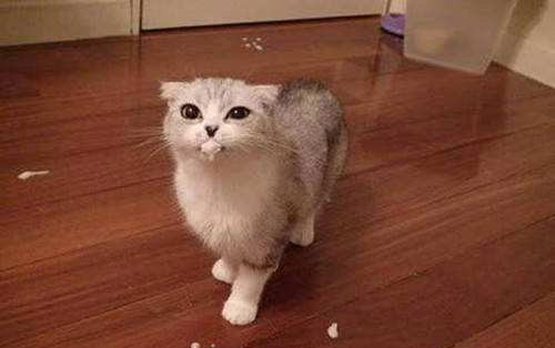 猫咪腹泻拉稀吃什么药好,猫咪拉肚子要怎么喂益生菌