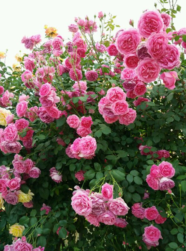 爬藤月季怎么牵引花墙才能开爆花,爬藤月季红色龙沙宝石花墙效果