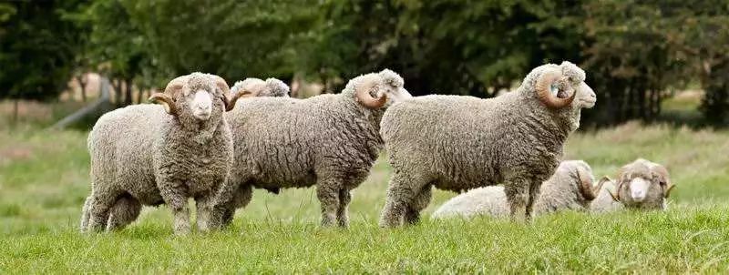 羊毛做的鞋子，还是光脚穿的好