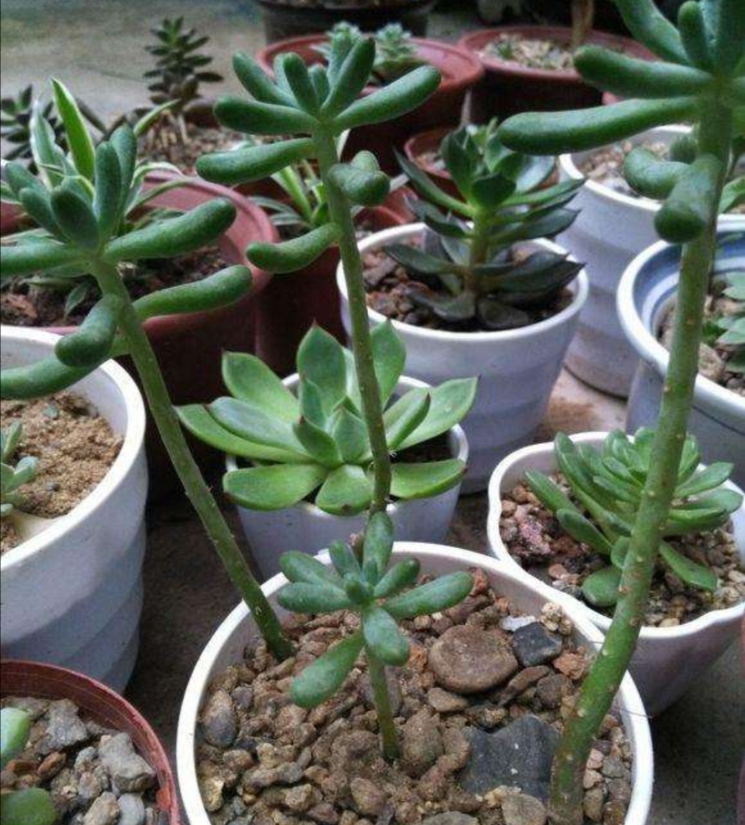 多肉枝干又长又细怎么办,老桩多肉枝条太长