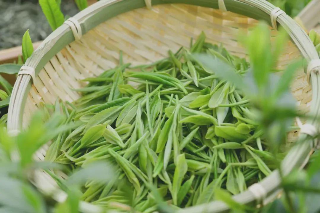 信阳毛尖有那么大功效吗,信阳毛尖功效视频