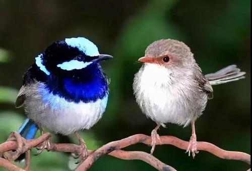 高空捉虫，水下捕鱼，还能看到紫外线，鸟类的眼睛里藏着什么秘密