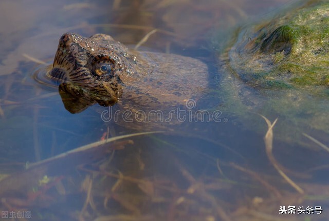每天吃蛇胆的人,吃过蛇胆的人会怎么样