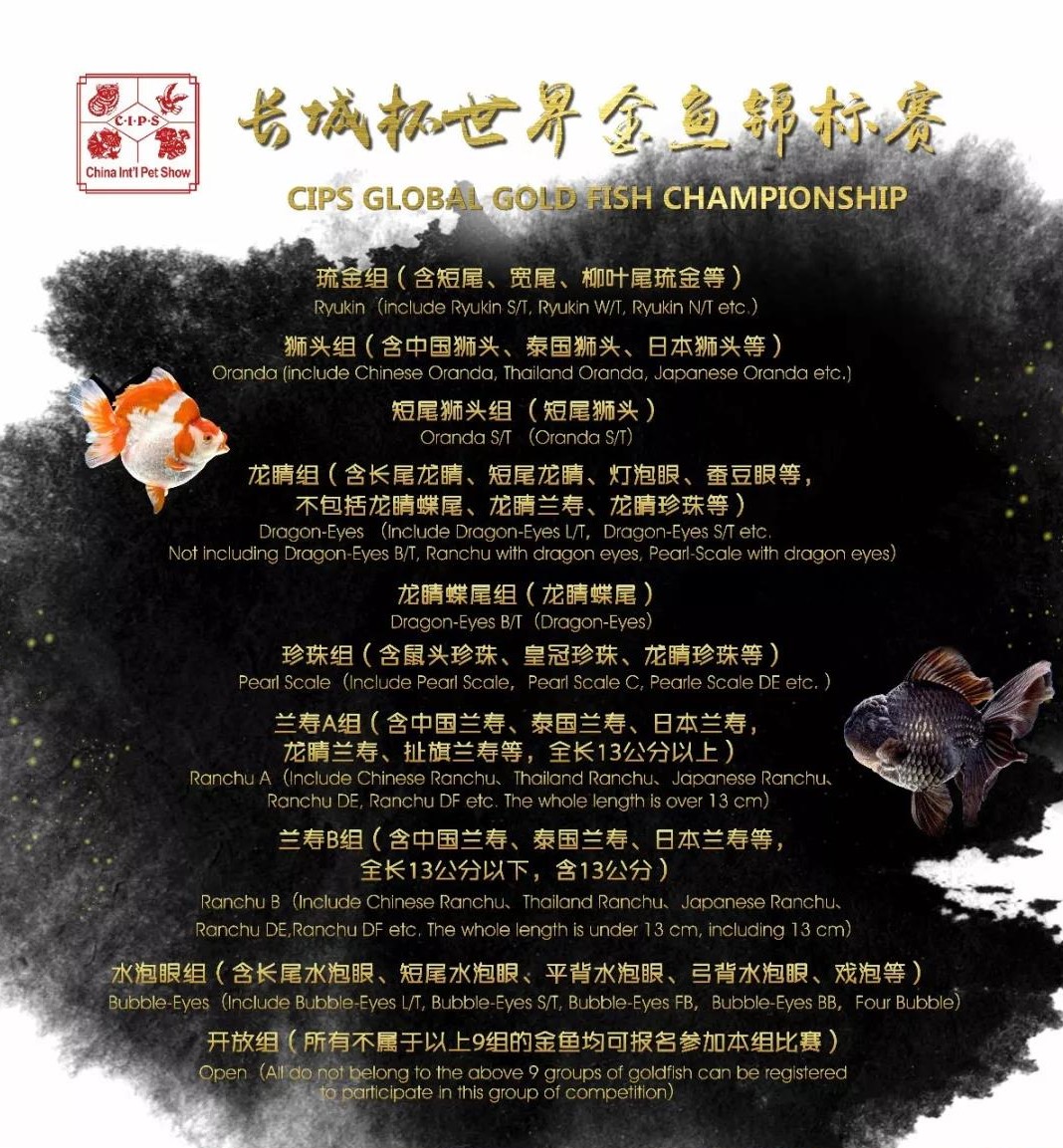 梦里金鱼知多少|〇二狮头Oranda分组（大赛报名开启）