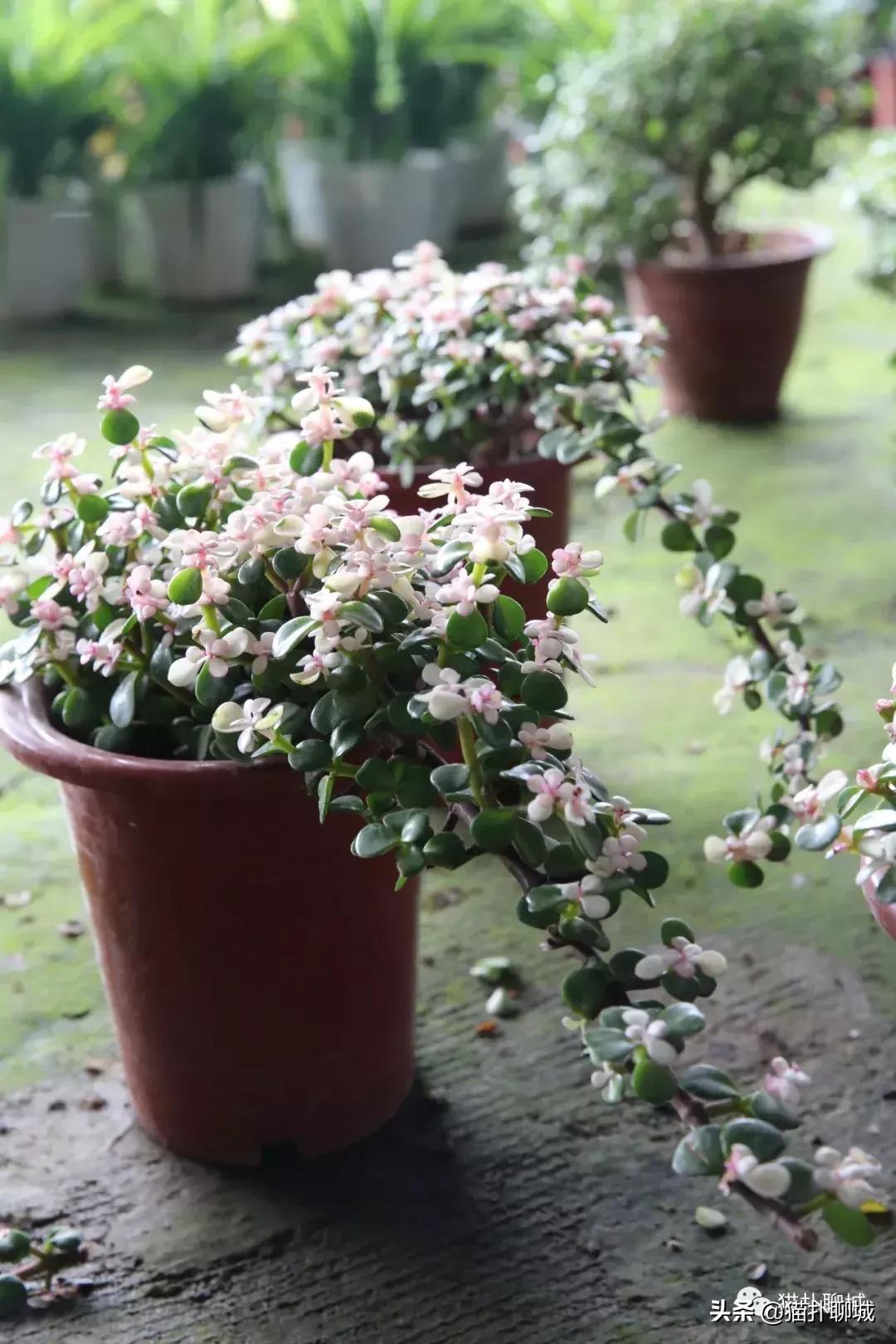 聊城北环花卉市场批发玫瑰鲜花吗,聊城最大的花卉市场