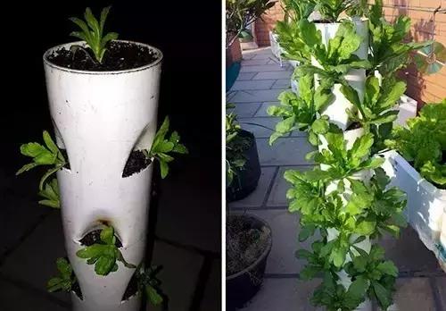 酒坛自制多肉创意花盆制作方法,洗衣液瓶自制花盆最简单的方法