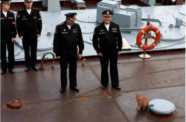 猫咪现在好上分吗,老鼠的克星猫咪