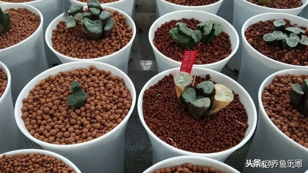 这位土豪家的渔场,光滤材就花了500多万,你确定不要见识一下?