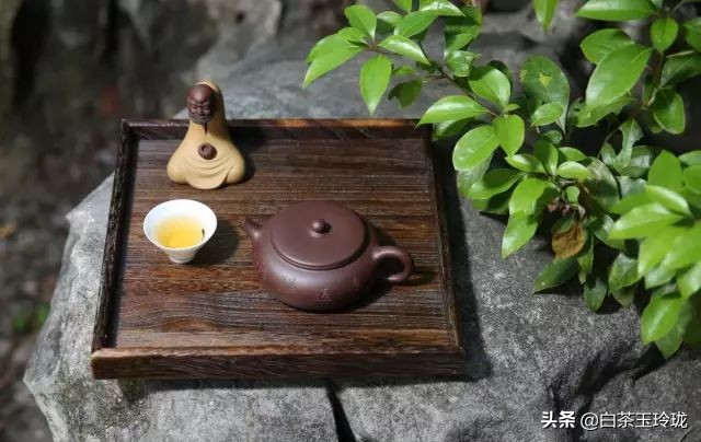 茶叶的真相大全,真相福鼎白茶