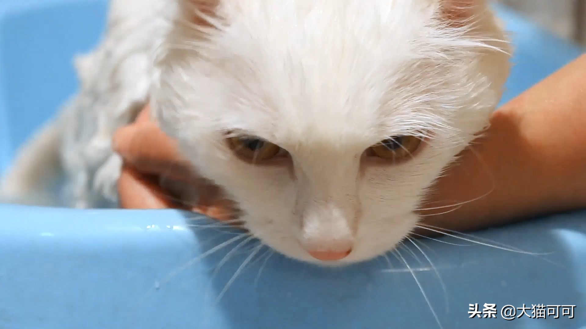 多久给猫洗一次澡最合适,猫能洗澡吗多久洗一次