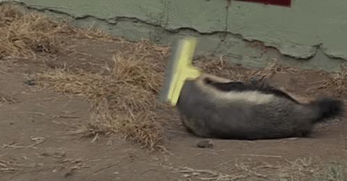 蜜獾的生存能力真有那么强吗,蜜獾为何无所畏惧