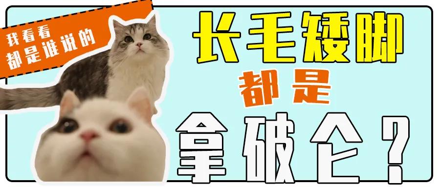 矮脚长毛大松尾拿破仑猫,长毛大尾巴拿破仑矮脚猫
