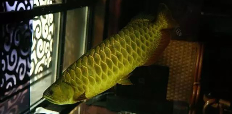 龙鱼水泡病可以下盐吗,龙鱼头部水泡怎么治疗