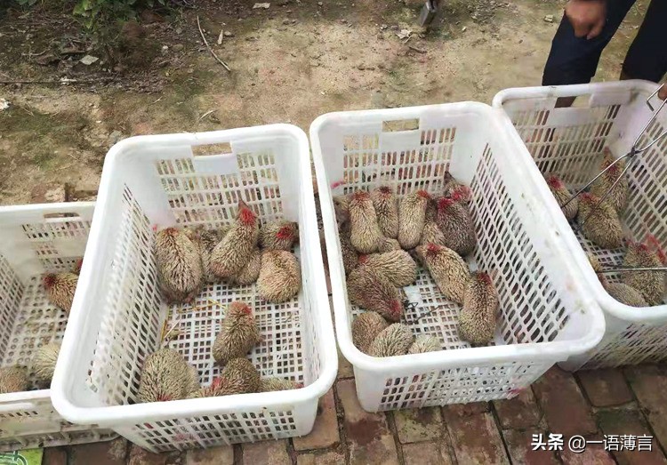 商河稼润养殖技术,商河稼润专业养殖刺猬