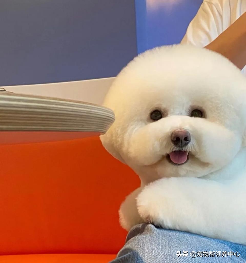 如何教比熊安静等待,比熊活蹦乱跳该怎么训练